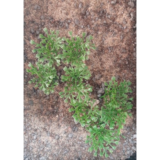 Plastic Plants - High Bushes Dark Green Plastic Plants - High Bushes Dark Green
