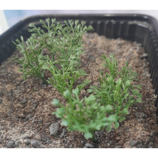 Plastic Plants - High Bushes Dark Green Plastic Plants - High Bushes Dark Green