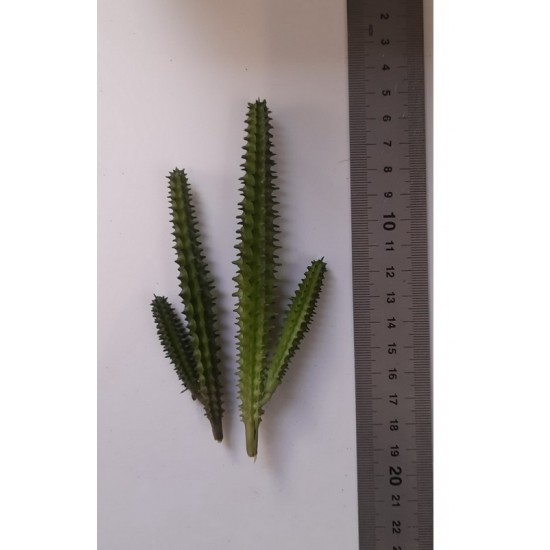Plastic Plants - Giant Cactus Set Plastic Plants - Giant Cactus Set