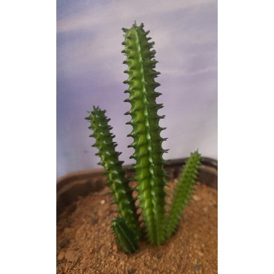 Plastic Plants - Giant Cactus Set Plastic Plants - Giant Cactus Set