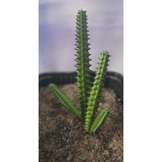 Plastic Plants - Giant Cactus Set Plastic Plants - Giant Cactus Set