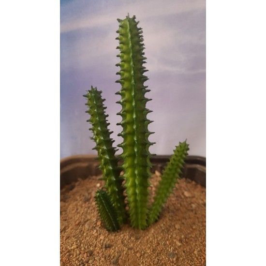 Plastic Plants - Giant Cactus Set Plastic Plants - Giant Cactus Set