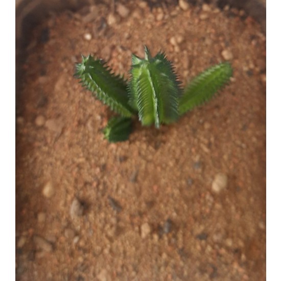 Plastic Plants - Giant Cactus Set Plastic Plants - Giant Cactus Set
