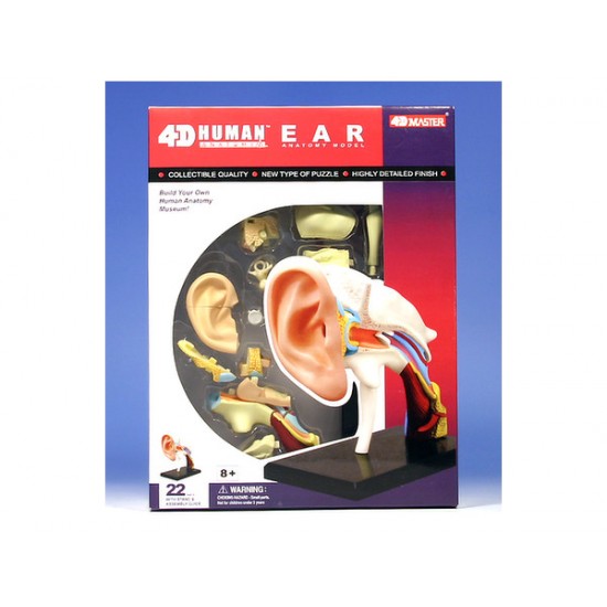 4D Human Series Puzzle - Ear Anatomy Model