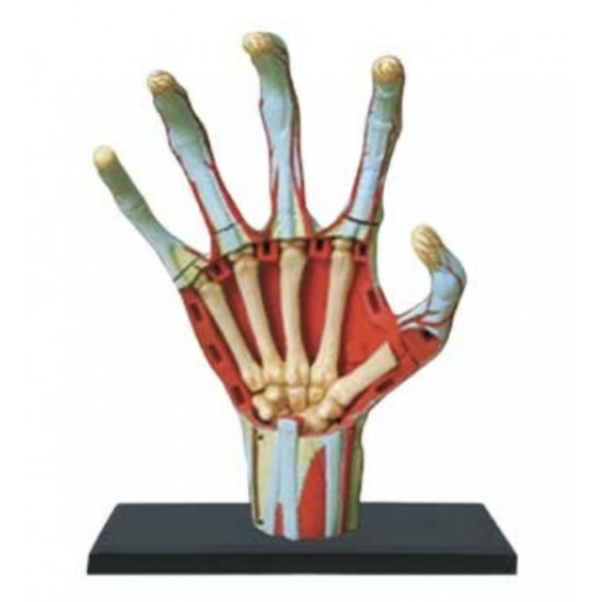 4D Human Series Puzzle - Hand Anatomy Model 