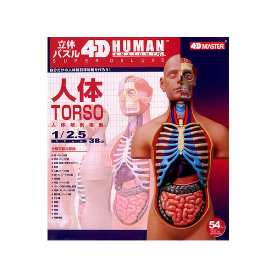4D Human Series Puzzle - 1/2.5 Super Deluxe Torso Anatomy Model