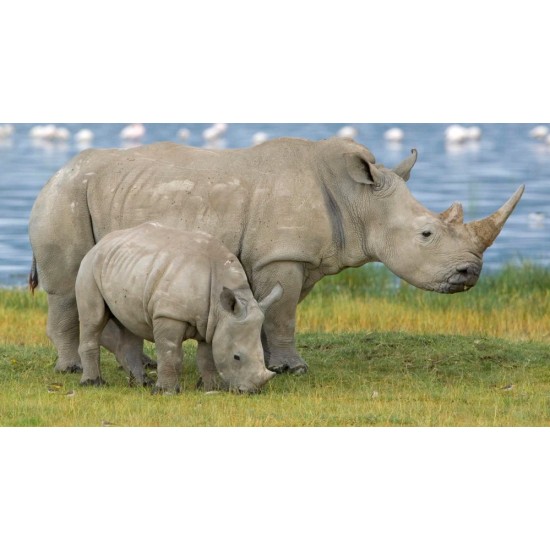 1/32 Wild Life - Rhinoceros Set (2pcs in different size)