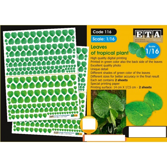 1/16 Leaves of Tropical Plant/Piper Peltatum/Central America for All Season (2 sheets)