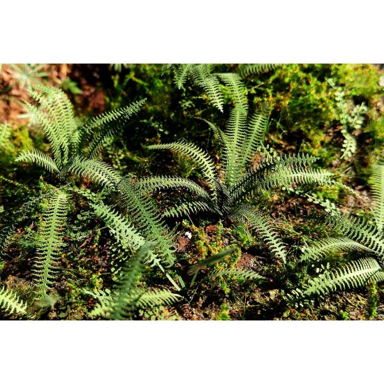 1/35, 1/48 Tropical Fern (3 sheets)