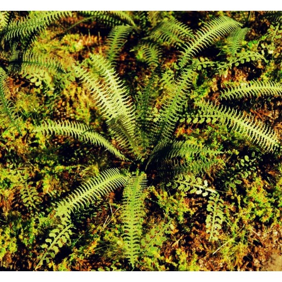 1/48, 1/72 Tropical Fern (2 Laser-cut Paper Sheets)