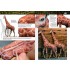 AK Learning Vol.14 Painting Animal Figures (English, 88 pages, Soft cover) AK Learning Vol.14 Painting Animal Figures (English, 88 pages, Soft cover)