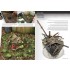 Colour Book - Dioramas F.A.Q. (English, 560 pages)