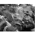 Dry Transfers for 1/35 British 13/18 Hussars M4A2 Comrade Dry Transfers for 1/35 British 13/18 Hussars M4A2 Comrade