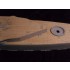 1/350 HMS Tiger Battle Cruiser 1914 Wooden Deck for Combrig kit 3534FH,3534WL 1/350 HMS Tiger Battle Cruiser 1914 Wooden Deck for Combrig kit 3534FH,3534WL
