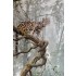 90mm, 1/20 Clouded Leopard 90mm, 1/20 Clouded Leopard