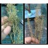 Teloxys Aristata (box: 30 x 5 x 5cm) for Making Tree Leaves Teloxys Aristata (box: 30 x 5 x 5cm) for Making Tree Leaves