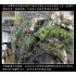 Climbing Plants Vine (box: 30 x 5 x 5cm) Climbing Plants Vine (box: 30 x 5 x 5cm)
