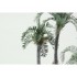 1/72 Howea Belmoreana Palm Leaves (Colour Photo-etched Set) 1/72 Howea Belmoreana Palm Leaves (Colour Photo-etched Set)
