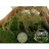 Fine Jungle Bush/ Creeper for 1/35, 1/48, 1/72, 1/87 scales Fine Jungle Bush/ Creeper for 1/35, 1/48, 1/72, 1/87 scales