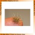 1/72, 1/48, 1/35 Autumn Coloured Grass Tufts (Light) 1/72, 1/48, 1/35 Autumn Coloured Grass Tufts (Light)