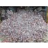 1/35 Bricks Ruins/Debris with Mortar Droppings - Dark Gray & Dark Brick-Red (Ceramic) 150g 1/35 Bricks Ruins/Debris with Mortar Droppings - Dark Gray & Dark Brick-Red (Ceramic) 150g
