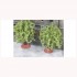 1/87 (HO scale) Tree Ring Bricks (Brick-Red, 10pcs) 1/87 (HO scale) Tree Ring Bricks (Brick-Red, 10pcs)