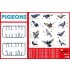 1/35 Pigeons (36pcs) 1/35 Pigeons (36pcs)