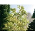 G,O,HO,TT,N,Z Scale Nature Trees G,O,HO,TT,N,Z Scale Nature Trees