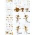 1/350 USS DDG-92 Momsen Flight IIa Detail-up Set for Trumpeter #04527 1/350 USS DDG-92 Momsen Flight IIa Detail-up Set for Trumpeter #04527