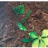 Jungle Forest Floor - 125ml Super Detailed Scenic Scatter Jungle Forest Floor - 125ml Super Detailed Scenic Scatter