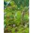 1/48 - 1/35 Jungle Plants Vol.1 (4 different plants) 1/48 - 1/35 Jungle Plants Vol.1 (4 different plants)