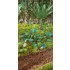 1/48 - 1/35 Jungle Plants Vol.1 (4 different plants) 1/48 - 1/35 Jungle Plants Vol.1 (4 different plants)