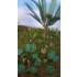 1/48 - 1/35 Jungle Plants Vol.1 (4 different plants) 1/48 - 1/35 Jungle Plants Vol.1 (4 different plants)