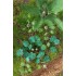 1/48 - 1/35 Jungle Plants Vol.1 (4 different plants) 1/48 - 1/35 Jungle Plants Vol.1 (4 different plants)