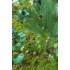 1/48 - 1/35 Jungle Plants Vol.1 (4 different plants) 1/48 - 1/35 Jungle Plants Vol.1 (4 different plants)