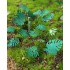 1/48 - 1/35 Jungle Plants Vol.1 (4 different plants) 1/48 - 1/35 Jungle Plants Vol.1 (4 different plants)