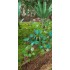 1/48 - 1/35 Jungle Plants Vol.1 (4 different plants) 1/48 - 1/35 Jungle Plants Vol.1 (4 different plants)
