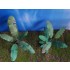 1/48 - 1/35 Banana Trees (2pcs) 1/48 - 1/35 Banana Trees (2pcs)