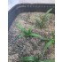 Plastic Plants - Small Weeds Dark Green Plastic Plants - Small Weeds Dark Green