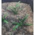 Plastic Plants - Small Weeds Dark Green Plastic Plants - Small Weeds Dark Green
