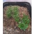 Plastic Plants - High Bushes Dark Green Plastic Plants - High Bushes Dark Green