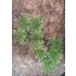 Plastic Plants - High Bushes Dark Green Plastic Plants - High Bushes Dark Green