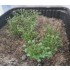 Plastic Plants - High Bushes Dark Green Plastic Plants - High Bushes Dark Green