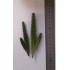 Plastic Plants - Giant Cactus Set Plastic Plants - Giant Cactus Set