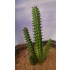 Plastic Plants - Giant Cactus Set Plastic Plants - Giant Cactus Set