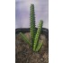 Plastic Plants - Giant Cactus Set Plastic Plants - Giant Cactus Set