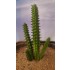 Plastic Plants - Giant Cactus Set Plastic Plants - Giant Cactus Set