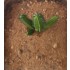 Plastic Plants - Giant Cactus Set Plastic Plants - Giant Cactus Set