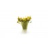 The Field System - Light Green Prairie Grass (20pcs) The Field System - Light Green Prairie Grass (20pcs)
