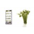 The Field System - Medium Green Prairie Grass (20pcs) The Field System - Medium Green Prairie Grass (20pcs)